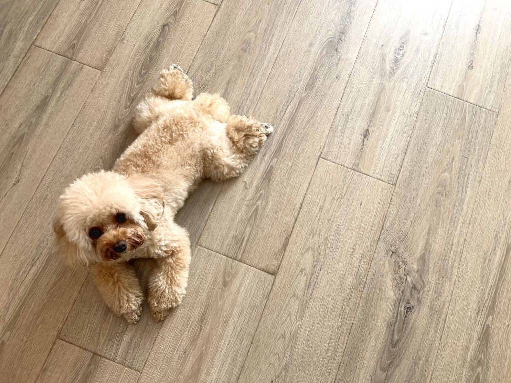 床の上で足を伸ばして寝そべり、こちらを見上げている小型犬