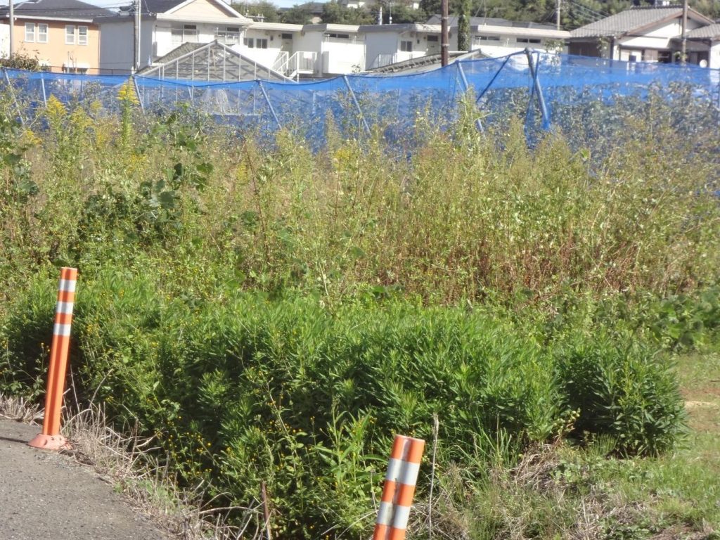 緑豊かな農地